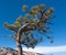 Pine tree growing bent from the wind in front of blue sky