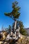 A Pine Tree Growing out of the Rocks