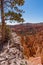 Pine tree growing on the rocky ledge overlooking Bryce Canyon