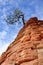 Pine Tree Growing on a Sandstone Formation in Zion