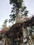 Pine tree growing on a steep sloop with exposed roots clinging to the rocks