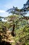Pine tree grown on a rock in a virgin forest