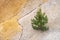 A pine tree grows on the slope of a clay pit