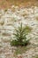Pine tree growth, beginning or starting to sprout in dry autumn grass and foliage in fir or cedar forest conservation