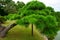 Pine Tree, Hamarikyu Gardens. Large and attractive landscape garden in Tokyo, Japan