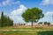 Pine tree in healthy field, grass, suburbs in spring