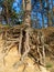 Pine tree with huge roots in the forest