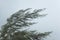 Pine tree at hurricane windstorm. Strong wind make pine leaf heavy blow follow wind direction