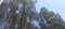 Pine tree, Ibiuna blue sky detail forest