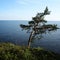 Pine tree inclined by the wind. Ladoga lake Valaam