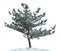 Pine Tree Isolated