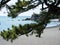 Pine tree on Katsurahama beach - Kochi, Japan