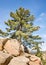 Pine tree, Keller Peak Fire Lookout area, Rim of the World Scenic Byway, CA