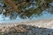 Pine tree leaning towards the beautiful Ververonda beach