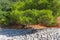 Pine tree leaning towards the beautiful Ververonda beach