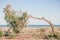 Pine tree leaning towards the ground at the beach