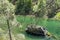 Pine tree limbs in front of fast flowing green Trinity river in Northern California with rock in the middle and other bank in