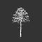 Pine tree. Line drawing Isolated on dark gray Background. Hand drawn sketch. Vector illustration. Chalkboard imitation.