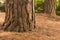 Pine tree lower trunk on forest floor