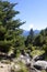 Pine tree in the middle of the mountains in Pyrenees