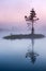 Pine tree in mist in marsh in Estonia