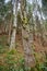 Pine tree with mossy branches