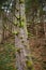 Pine tree with mossy branches