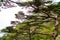 The pine tree on mountains and fog of Huangshan, Anhui, China