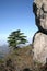 Pine tree on mountainside