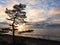 Pine tree near Baltic sea in evening, Lithuania