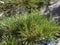 Pine Tree Needles on Upper Bristlecone Loop Trail, Mt. Charleston, Nevada