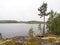 Pine tree on a northern lake