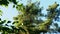 Pine tree over blue sky