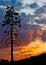 Pine tree over colorful sky