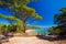 Pine tree on Palombaggia sandy beach on the south part of Corsica, France, Europe.