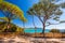 Pine tree on Palombaggia sandy beach on the south part of Corsica, France, Europe.