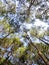 Pine tree pattern with clear sky background, northern of Thailan