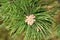 Pine tree pollination on an early summer day.