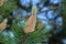 Pine tree pollination on an early summer day.