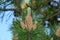 Pine tree pollination on an early summer day.