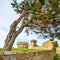 Pine tree in Populonia medieval village landmark, city walls and tower on background. Tuscany, Italy.