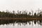 Pine tree reflection in the marsh lake.