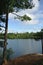 Pine Tree and Remote Wilderness Lake