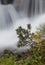 Pine tree at Rialb river waterfall