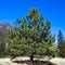 Pine tree beside the Rio Grande on the road to Creede in southern Colorado