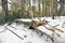 Pine tree ripped by storm