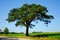 Pine tree by the road