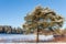 Pine tree at roadside winter