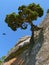 Pine tree on rock face