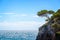 Pine tree on a rock by the sea, mediterranean landscape in Menorca Balearic islands Spain